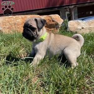 Lula, Pug Puppy