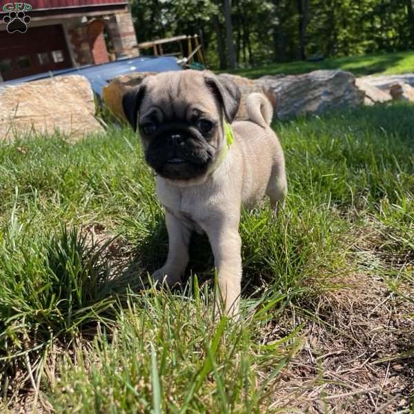 Lula, Pug Puppy
