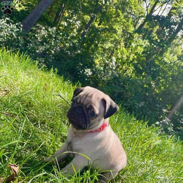 Milo, Pug Puppy