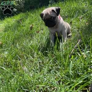Milo, Pug Puppy