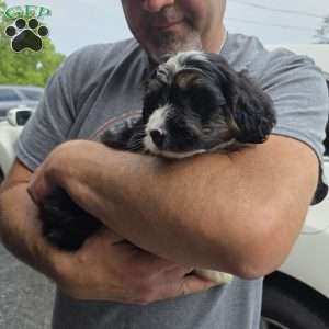 Twix, Mini Bernedoodle Puppy