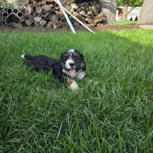 Twix, Mini Bernedoodle Puppy