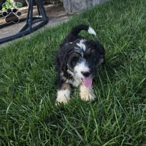 Twix, Mini Bernedoodle Puppy