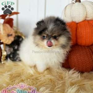 Little Jupiter, Pomeranian Puppy