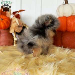 Little Neptune, Pomeranian Puppy