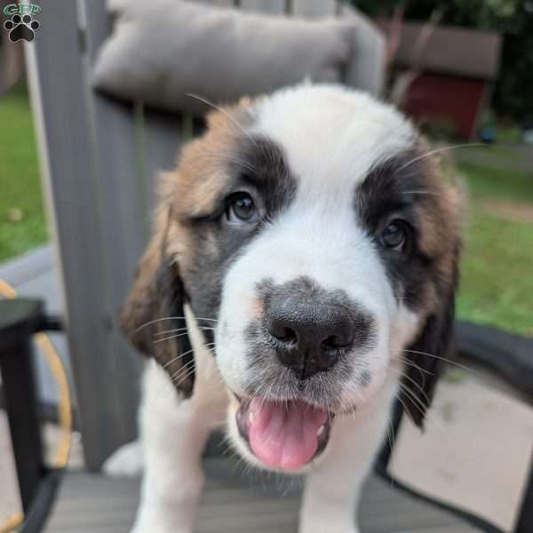 “Po” Pocohontas, Saint Bernard Puppy