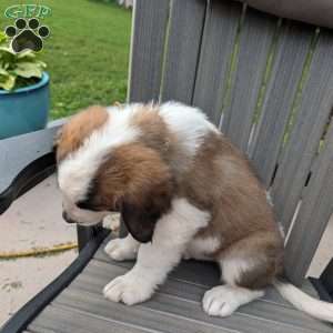 “Po” Pocohontas, Saint Bernard Puppy