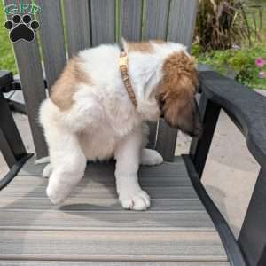 “Po” Pocohontas, Saint Bernard Puppy