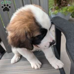 “Po” Pocohontas, Saint Bernard Puppy