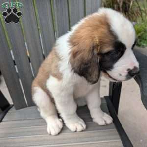 “Po” Pocohontas, Saint Bernard Puppy