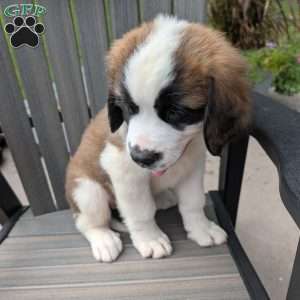 “Po” Pocohontas, Saint Bernard Puppy