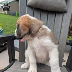 “Po” Pocohontas, Saint Bernard Puppy
