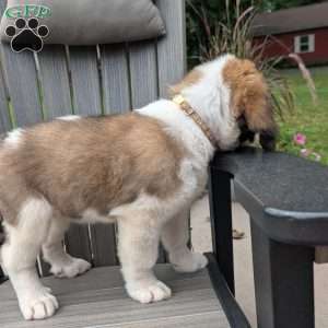 “Po” Pocohontas, Saint Bernard Puppy