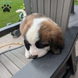 “Po” Pocohontas, Saint Bernard Puppy