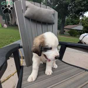 “Abby” Abigail Adams, Saint Bernard Puppy