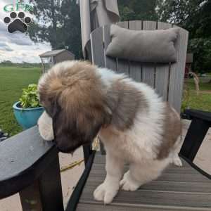 “Abby” Abigail Adams, Saint Bernard Puppy