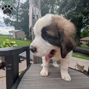 “Abby” Abigail Adams, Saint Bernard Puppy