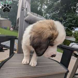 “Abby” Abigail Adams, Saint Bernard Puppy