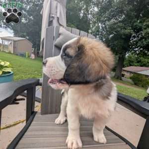 “Abby” Abigail Adams, Saint Bernard Puppy