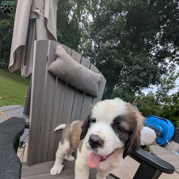 “Abby” Abigail Adams, Saint Bernard Puppy