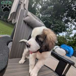 “Abby” Abigail Adams, Saint Bernard Puppy