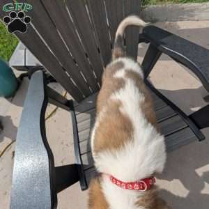 Clara Barton, Saint Bernard Puppy