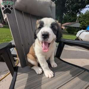 Clara Barton, Saint Bernard Puppy