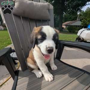 Clara Barton, Saint Bernard Puppy