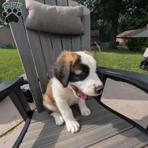 Clara Barton, Saint Bernard Puppy