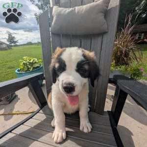 Clara Barton, Saint Bernard Puppy