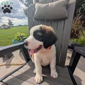 Clara Barton, Saint Bernard Puppy