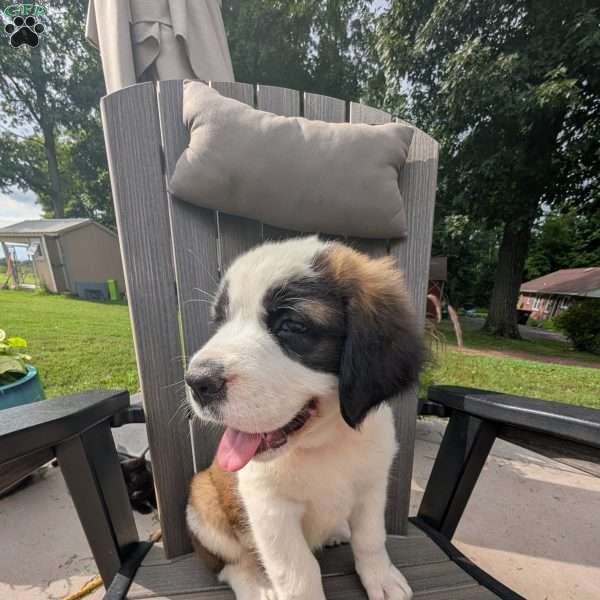 Clara Barton, Saint Bernard Puppy
