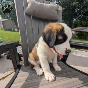 Clara Barton, Saint Bernard Puppy