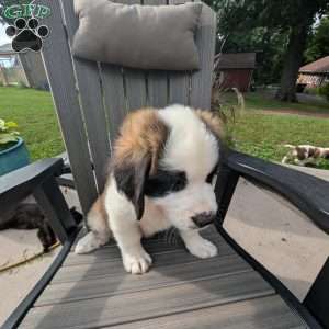 Martha Washington, Saint Bernard Puppy