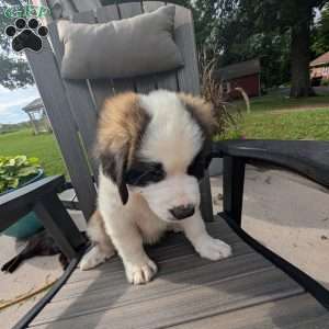 Martha Washington, Saint Bernard Puppy