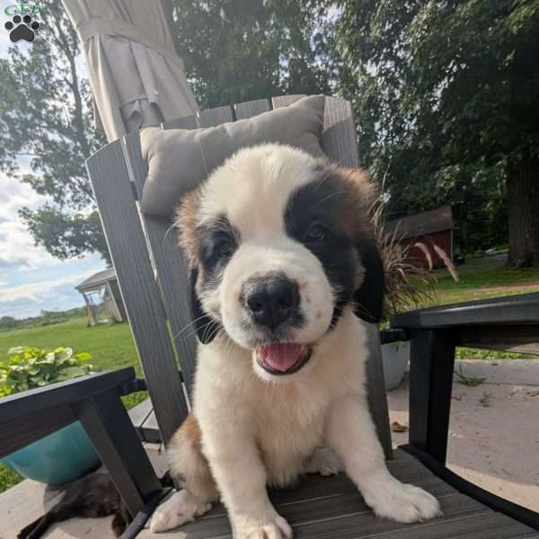 Martha Washington, Saint Bernard Puppy