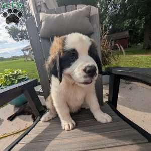 Martha Washington, Saint Bernard Puppy