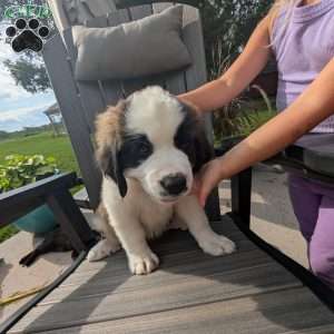 Martha Washington, Saint Bernard Puppy