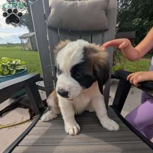 Martha Washington, Saint Bernard Puppy