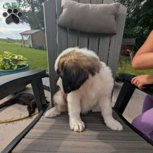Martha Washington, Saint Bernard Puppy