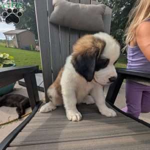 Martha Washington, Saint Bernard Puppy