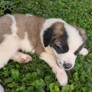 Betsy Ross, Saint Bernard Puppy