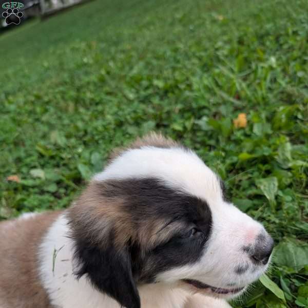 Betsy Ross, Saint Bernard Puppy