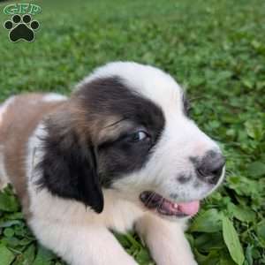 Betsy Ross, Saint Bernard Puppy