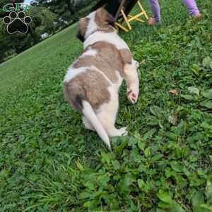 Betsy Ross, Saint Bernard Puppy