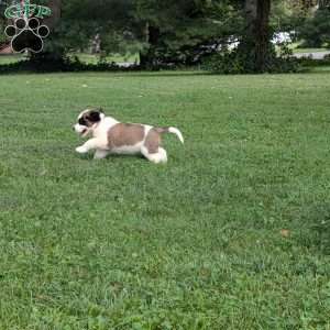 Betsy Ross, Saint Bernard Puppy