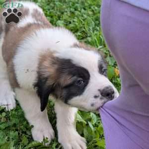 Betsy Ross, Saint Bernard Puppy