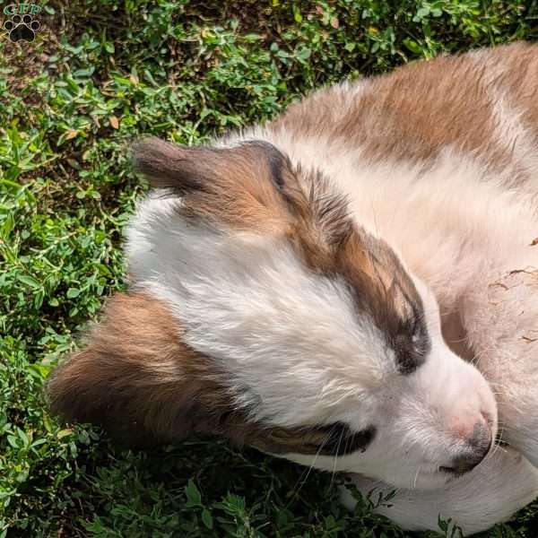 “Lia” Amelia Earhart, Saint Bernard Puppy