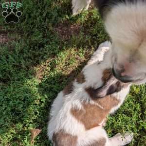 “Lia” Amelia Earhart, Saint Bernard Puppy