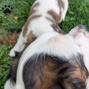 “Lia” Amelia Earhart, Saint Bernard Puppy